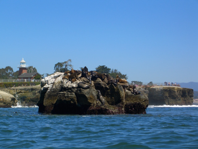 seals at lighthouse point